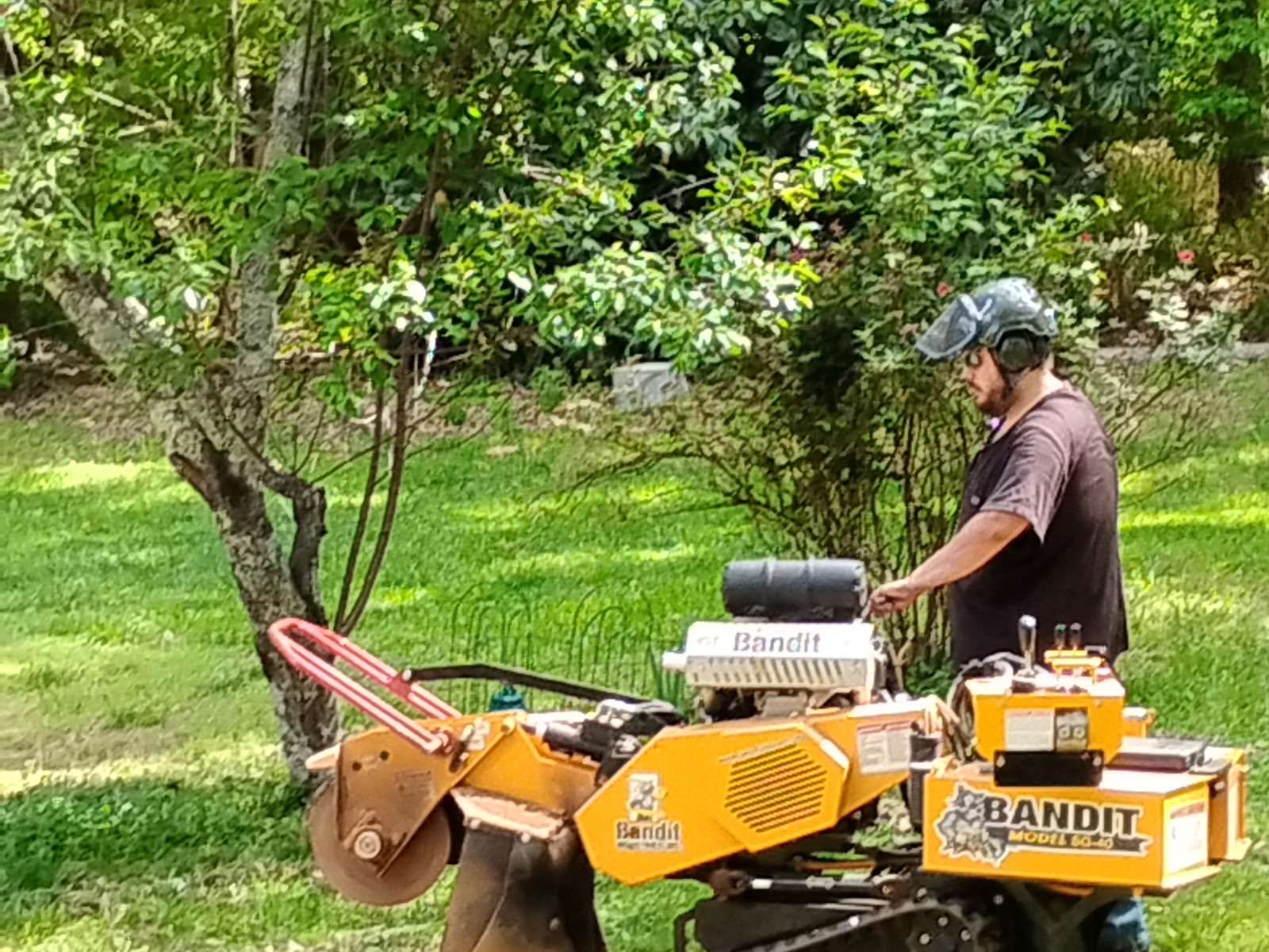 Mt Airy stump grinding work